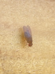 Drosophila