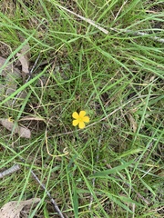 Ranunculus lappaceus