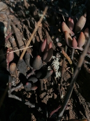 Adromischus filicaulis