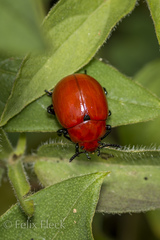 Leptinotarsa rubiginosa