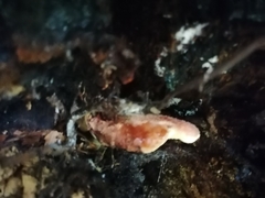 Fistulina hepatica
