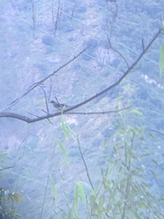 Dendrocitta formosae