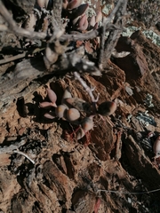 Adromischus filicaulis
