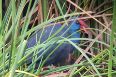 Porphyrio porphyrio