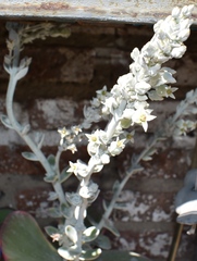 Kalanchoe luciae
