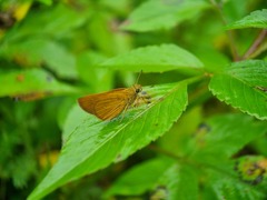 Polytremis lubricans