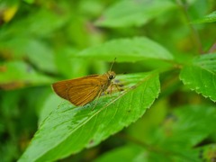 Polytremis lubricans