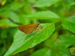 Polytremis lubricans