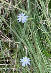 Stellaria pungens