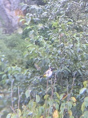 Pycnonotus leucogenys