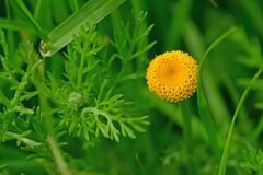 Anacyclus valentinus