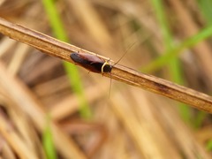 Hemithyrsocera palliata