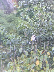 Pycnonotus leucogenys