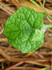 Trichosanthes scabra