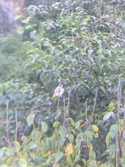 Pycnonotus leucogenys