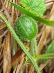 Trichosanthes scabra