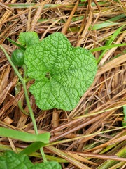Trichosanthes scabra