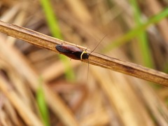 Hemithyrsocera palliata