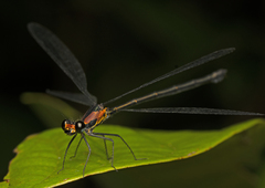 Austroargiolestes aureus