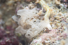 Calcarea