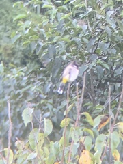 Pycnonotus leucogenys