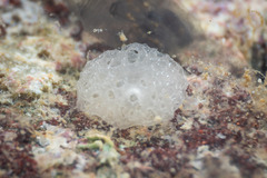 Calcarea