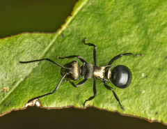 Polyrhachis cleopatra