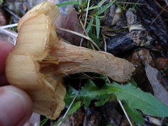 Armillaria luteobubalina