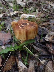 Armillaria luteobubalina