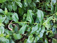 Tradescantia fluminensis