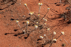 Rhodanthe corymbiflora