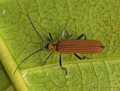 Trichalus