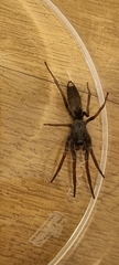 Lampona cylindrata