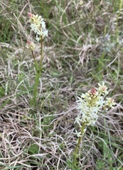 Stackhousia monogyna