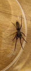 Lampona cylindrata