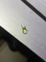 Bijoaraneus praesignis
