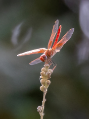 Trithemis kirbyi
