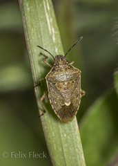 Moromorpha tetra