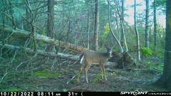 Odocoileus virginianus borealis