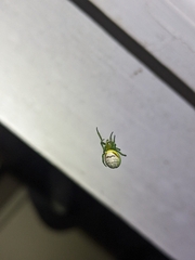 Bijoaraneus praesignis