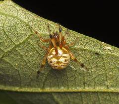 Theridion ventricosum