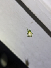 Bijoaraneus praesignis