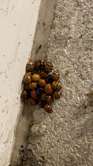 Harmonia axyridis