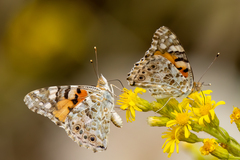 Vanessa cardui
