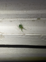 Bijoaraneus praesignis