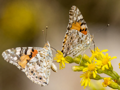 Vanessa cardui