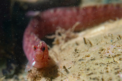 Pholis gunnellus