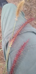 Setaria sphacelata
