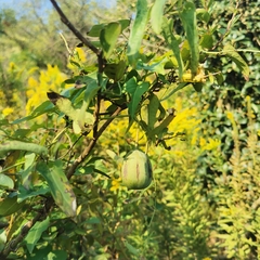 Aristolochia debilis