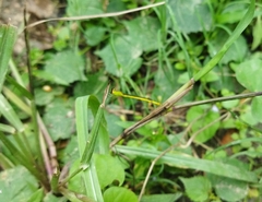 Agriocnemis kalinga